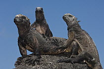 Marine Iguana (Amblyrhynchus cristatus) trio sunbathing, Puerto Ayora, Santa Cruz Island, Galapagos Islands, Ecuador