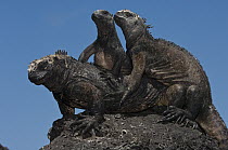 Marine Iguana (Amblyrhynchus cristatus) trio sunbathing, Puerto Ayora, Santa Cruz Island, Galapagos Islands, Ecuador
