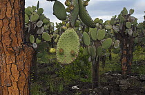 Opuntia (Opuntia echios) cacti with fruit, Tortuga Bay, Santa Cruz Island, Galapagos Islands, Ecuador