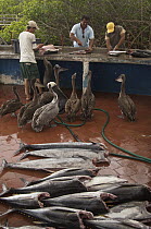 Galapagos Sea Lion (Zalophus wollebaeki) and Brown Pelicans (Pelecanus occidentalis) being fed fish guts from fisherman in market, Puerto Ayora, Santa Cruz Island, Galapagos Islands, Ecuador