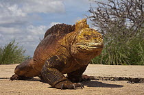 Galapagos Land Iguana (Conolophus subcristatus), Baltra Island, Galapagos Islands, Ecuador
