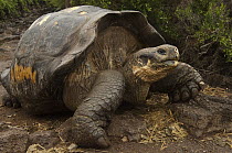 Galapagos Giant Tortoise (Chelonoidis nigra), Charles Darwin Research Station, Puerto Ayora, Santa Cruz Island, Galapagos Islands, Ecuador