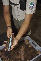 Sea Cucumber (Actinopyga lecanora) measured during harvest, Puerto Ayora, Santa Cruz Island, Galapagos Islands, Ecuador