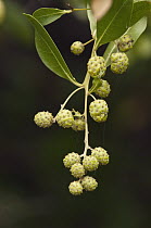 Button Mangrove (Conocarpus erectus) fruit, Puerto Ayora, Santa Cruz Island, Galapagos Islands, Ecuador