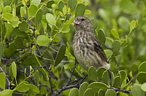 Vegetarian Finch (Platyspiza crassirostris) in mangroves, highlands of Santa Cruz Island, Galapagos Islands, Ecuador