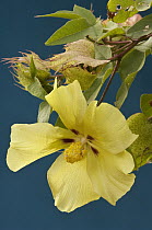 Darwin's Cotton (Gossypium darwinii) flowering, Santa Cruz Island, Galapagos Islands, Ecuador