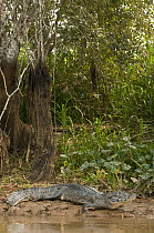Jacare Caiman (Caiman yacare) on riverbank, Pantanal, Brazil