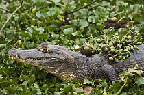 Jacare Caiman (Caiman yacare) on floating vegetation, Pantanal, Brazil