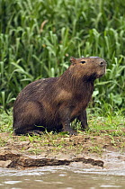 Capybara (Hydrochoerus hydrochaeris) on riverbank, Pantanal, Brazil