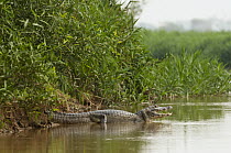 Jacare Caiman (Caiman yacare) thermoregulating on in shallow water, Pantanal, Brazil