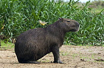 Capybara (Hydrochoerus hydrochaeris), Pantanal, Brazil