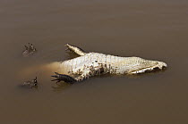 Jacare Caiman (Caiman yacare) carcass floating, Pantanal, Brazil