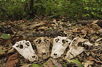 Jacare Caiman (Caiman yacare) skulls, likely killed by Jaguar (Panthera onca), Pantanal, Brazil