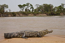 Jacare Caiman (Caiman yacare) on riverbank, Pantanal, Brazil