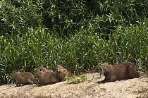 Capybara (Hydrochoerus hydrochaeris) group on riverbank, Pantanal, Brazil