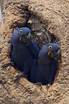 Hyacinth Macaw (Anodorhynchus hyacinthinus) pair in nest cavity, Pantanal, Brazil