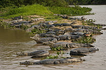 Jacare Caiman (Caiman yacare) group on riverbank, Pantanal, Brazil