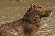 Capybara (Hydrochoerus hydrochaeris) in shallow water, Pantanal, Brazil