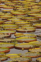 Amazon Water Lily (Victoria amazonica) pads, Pantanal, Brazil