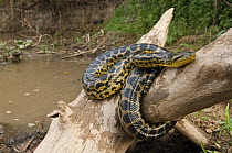 Yellow Anaconda (Eunectes notaeus) on branch near river, Pantanal, Brazil