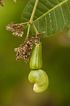 Cashew (Anacardium occidentale) nut growing, Pantanal, Brazil