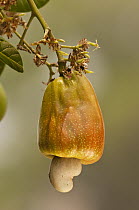 Cashew (Anacardium occidentale) nut with ripening cashew apple, Pantanal, Brazil