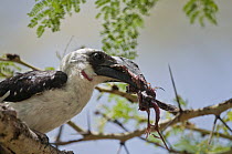 Von der Decken's Hornbill (Tockus deckeni) female eating nestling, Mpala Research Centre, Laikipia, Kenya