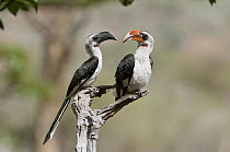 Von der Decken's Hornbill (Tockus deckeni) lifelong pair sharing food, Mpala Research Centre, Laikipia, Kenya
