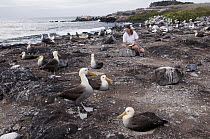 Waved Albatross (Phoebastria irrorata) nesting colony and researcher, Hood Island, Galapagos Islands, Ecuador