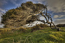 Tree shaped by strong coastal winds, Hokitika, New Zealand