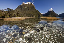 Salt tolerant sedges and grass in tidal zone and Mitre Peak, Milford Sound, Fjordland National Park, New Zealand