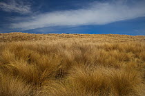 Red Tussock (Chionochloa rubra) grass, Mossburn, central Otago, New Zealand