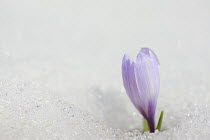 Dutch Crocus (Crocus vernus) flower emerging from snow, Alps, France
