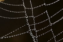 Spider web with beads of dew, France