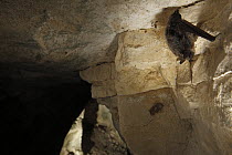Whiskered Bat (Myotis mystacinus) wintering in a cave covered with condensation, Yonne, France