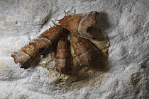 Herald Moth (Scoliopteryx libatrix) group wintering in a cave, Yonne, France
