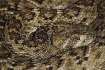 Western Diamondback Rattlesnake (Crotalus atrox), southern Texas