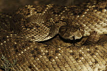 Western Diamondback Rattlesnake (Crotalus atrox) with extended tongue, southern Texas