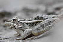 Rio Grande Leopard Frog (Rana berlandieri), southern Texas