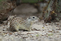 Mexican Ground Squirrel (Spermophilus mexicanus), southern Texas
