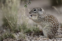 Mexican Ground Squirrel (Spermophilus mexicanus) feeding on seed, southern Texas