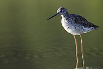 Lesser Yellowlegs (Tringa flavipes) in shallow water, southern Texas