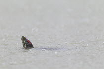 Red-eared Slider (Trachemys scripta elegans) turtle surfacing in rain, southern Texas