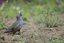 Scaled Quail (Callipepla squamata) female walking, southern Texas