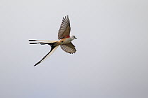 Scissor-tailed Flycatcher (Tyrannus forficatus) flying, southern Texas