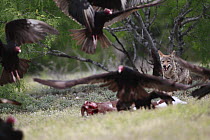 Coyote (Canis latrans) male running to calf carcass and scaring off Turkey Vultures (Cathartes aura), southern Texas