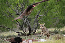 Coyote (Canis latrans) male running to calf carcass and scaring off Turkey Vultures (Cathartes aura), southern Texas