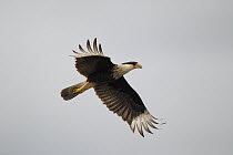 Northern Caracara (Caracara cheriway) flying, southern Texas