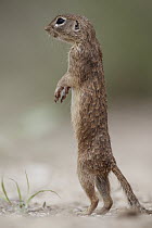 Spotted Ground Squirrel (Spermophilus spilosoma) standing guard, southern Texas