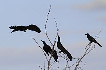 Great-tailed Grackle (Quiscalus mexicanus) males displaying, southern Texas